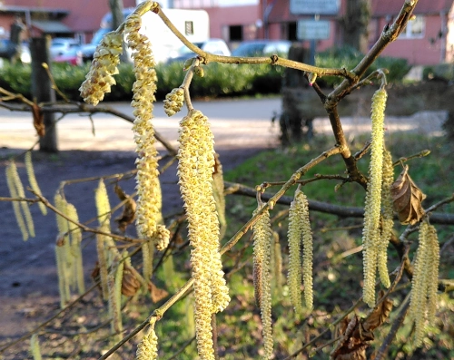 bright green Hazel catkins haning from a branch