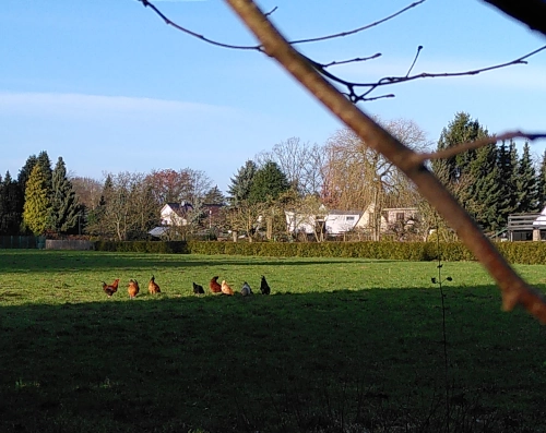 view of a meadow with a herd of chickens running around.