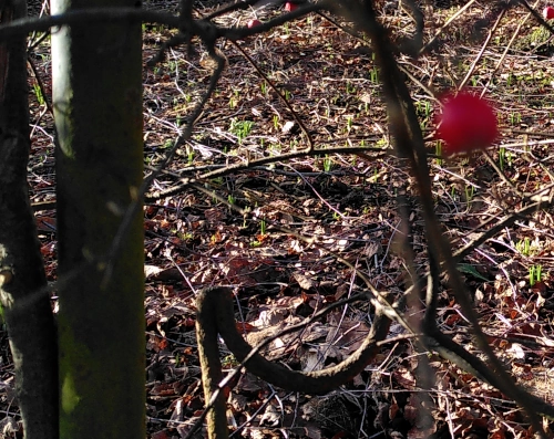 photo of the ground in a garden with crocusses just about peeking out of the soil
