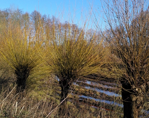 pollarded willows next to a lake, their branches touched with just a hint of bright green leaves.