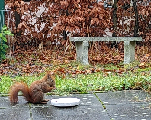 A squirrel eating nuts from a plate on a patio
