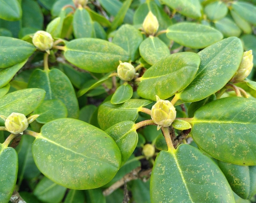 close-up of rhododendron buds