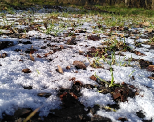 pphoto of the ground outside almost covered with a thin layer of snow