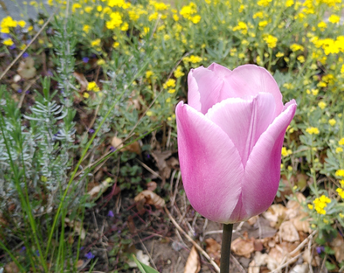 eine rosa Tulpe