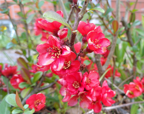 rote Blüten an einem Strauch