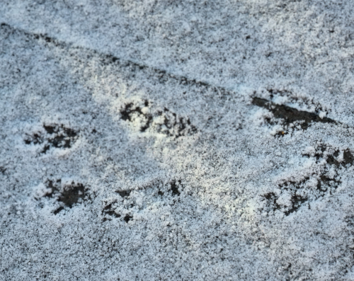 Eichhörnchenspuren im Schnee