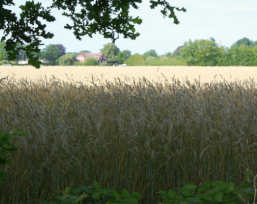 August: noch nicht abgemähtes Getreidefeld