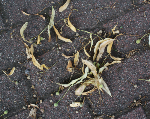 Lindensamen auf dem Boden