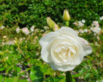 was sich frauen manchmal wünschen: photo von einer Rosenblüte im sommer
