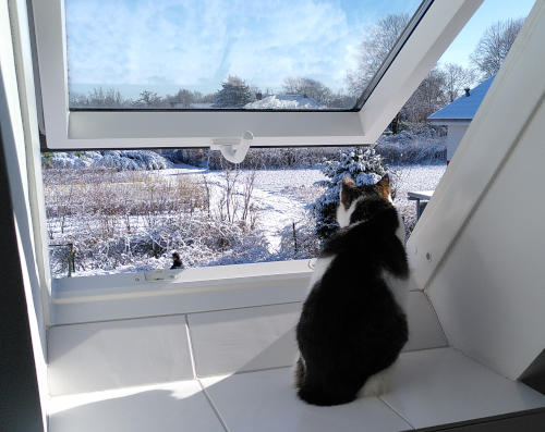 Monatsrückblick Märt 23: Eine Katze guckt aus einem geöffneten Dachfenster hinaus auf eine verschneite Landschaft.