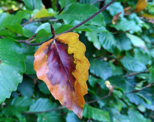 Vergänglichkeit: Ein Herbstblatt an einer ansonsten grünen Hecke. Das Blatt ist in der mitte dunkelbraun und an den Rändern gelblich-orange