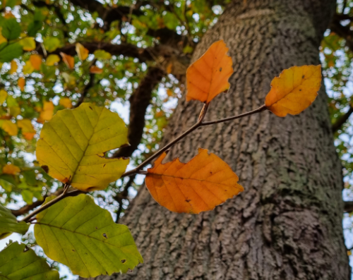 Blätter an einem Zweig in Farbschattierungen von grün bis orange