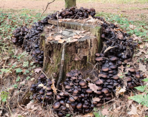Vergänglichkeit: Ein Baumstumpf, der von Pilzen bewachsen ist
