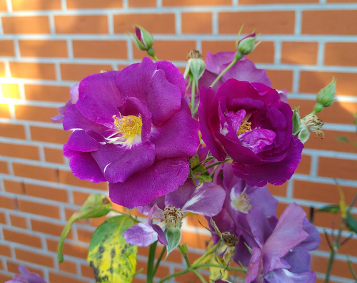 blau-violette Rosenbüte im November