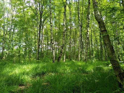 Ein Birkenwäldchen mit plüschigem grünem Gras davor