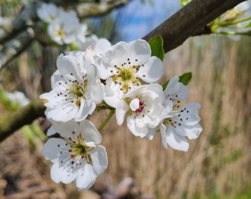 Monatsrückblick Mai 23: Apfelblüten an einem Zweig