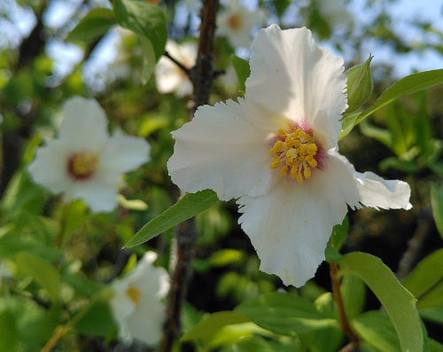 weiße Hibiskusblüten am Strauch