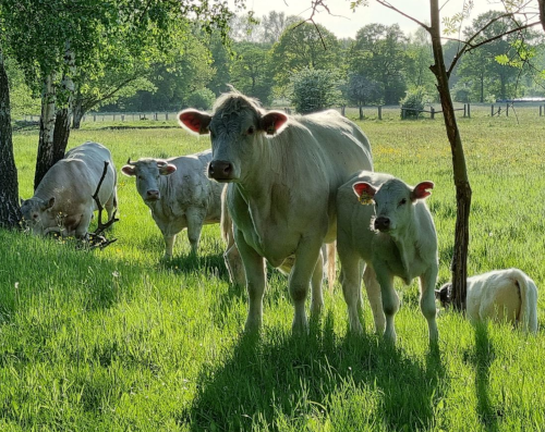 Eine Herde weißer Charolais Rinder auf der Wiese. Im Vordergrund steht eine Kuh mit einem Kalb, im Hintergrund grasen andere Tiere zwischen Birken. Die Sonne scheint aus dem Hintergrund, dadurch strahlt das weiße Fell der Rinder, besonders auf dem Kopf und um die Ohren.