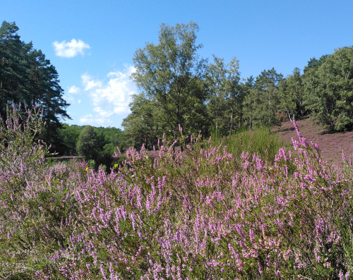 Im Vordergrund lila blühende Heidekrautpflanze, im Hintergrund hügelige Landschaft mit verschiedenen Bäumen. Der Himmel ist blau mit kleinen weißen Wölkchen