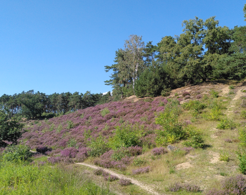 Wanderweg mit lila blühenden Heidepflanzen, im Hintergrund steigt die Landschaft an, oben stehen Bäume, der Himmel ist wolkenlos blau