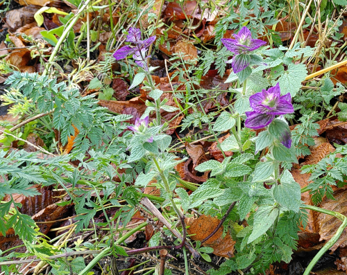 Wildkraut mit violetten Blüten