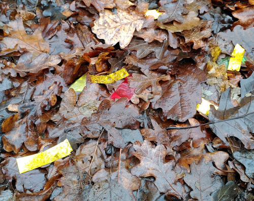 Nassgeregnetes Laub mit goldenen rechteckigen Plastikschnipseln dazwischen auf dem Boden