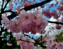 Monatsrückblick März 24: Nahaufnahme von rosa Kirschblüten am Baum, im Hintergrund blauer Himmel