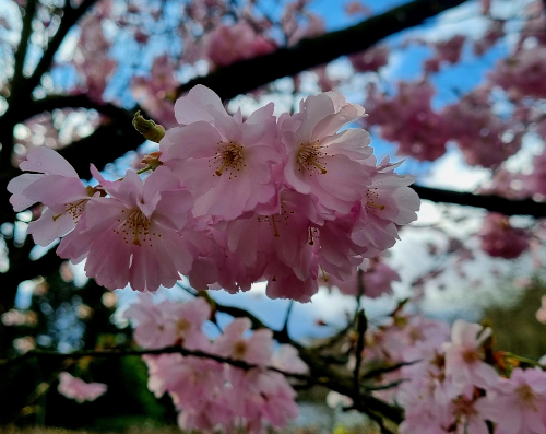 Monatsrückblick März 24: Nahaufnahme von rosa Kirschblüten am Baum, im Hintergrund blauer Himmel