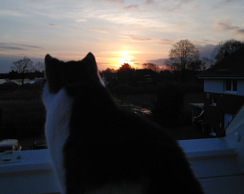 Photo von einer Katze von hinten, die aus einem Dachfenster heraus den Sonnenaufgang betrachtet.