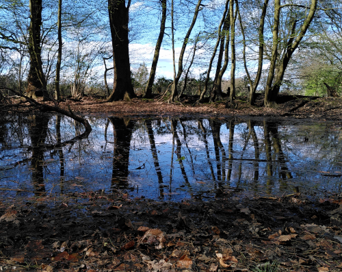 Ein Blick auf eine Waldlichtung. Der Boden ist mit Wasser überschwemmt, in dem sich die Bäume spiegeln