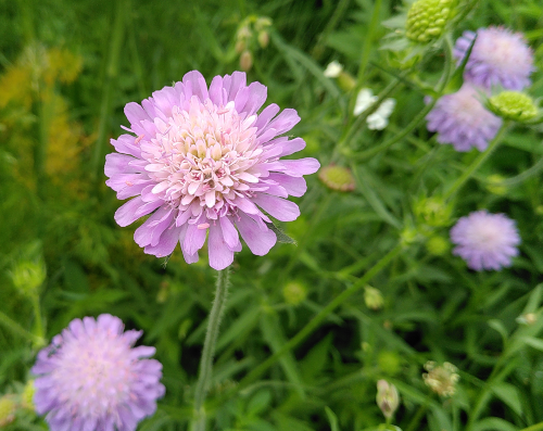 Ein plüschiger hellvioletter Blütenkopf in Nahaufnahme. Im Hintergrund sind noch vier weitere Blütenköpfe der gleichen Art.