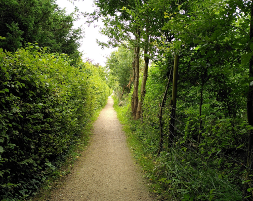 Monatsrückblick August 24: Blick auf einen schnurgeraden Pfad zwischen einer Hecke links und Bäumen rechts