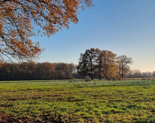 To-Want-Liste für das 4. Quartal: Blick über eine Wiese im Spätherbst, der Himmel ist blau, die Bäume nur noch teilweise mit goldenen Blättern belaubt.