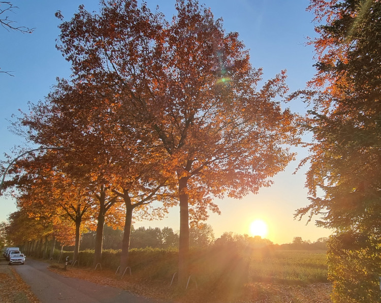 Monatsrückblick Oktober 24: Photo am Nachmittag, die Herbstsonne strahlt zwischen den goldenen Blättern einer Reihe Allebäume durch