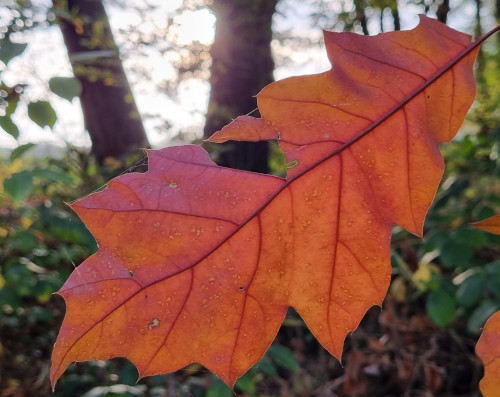 vegan im Herbst: Nahaufnahme von einem goldbraunen Herbstblatt, das gerade noch so am Baum hängt und von hinten von der Sonne beleuchtet wird