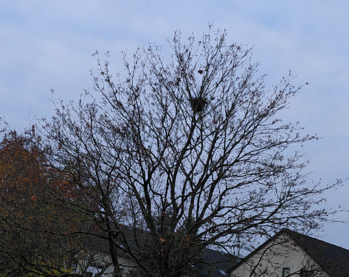 12 von 12 November 24: Photo von einem Ahorn im Herbst, alle Blätter sind agefallen, zwischen den Zweigen ist ein Vogelnest sichtbar