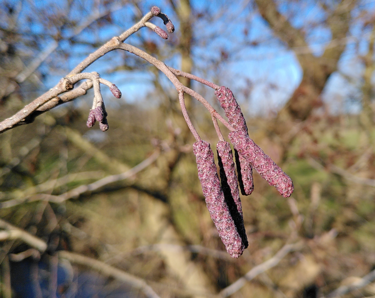 Photo, Nahaufnahme von violetten Haselblüten für meinen Monatsrückblick Februar 25