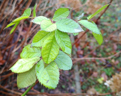 Photo of new leaves on a rose bush for Imbolc activities