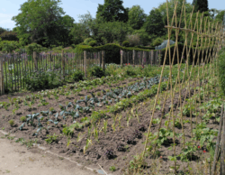 Photo of a plot with vegetables, including a few trellises for beans to grow up on. The sy is blue, the soil is visibly dry. For my contribution to story challenge april 25