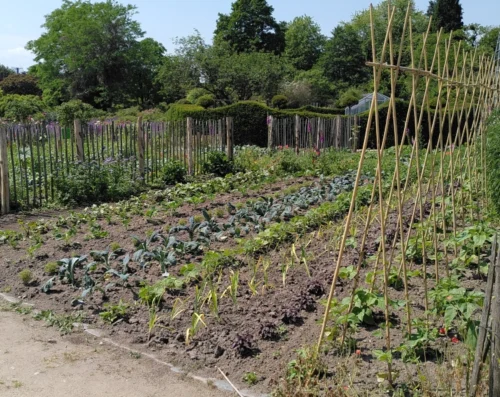 Photo of a plot with vegetables, including a few trellises for beans to grow up on. The sy is blue, the soil is visibly dry. For my contribution to story challenge april 25