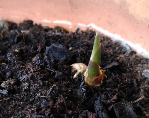 Nahaufnahme von einem spitzen grünen trieb, der in einem Blumentopf aus der Erde wächst.
