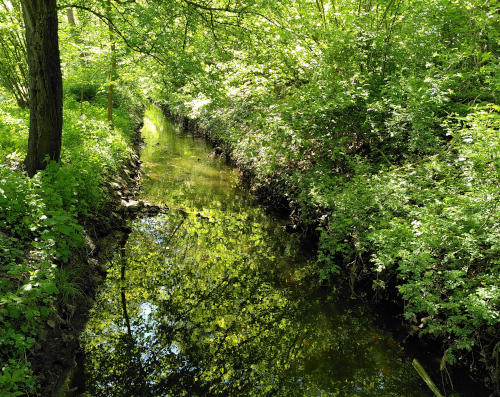 Photo von einem Bach, der zwischen leuchtend grün belaubten Bäumen und Sträuchern hindurch fließt.
