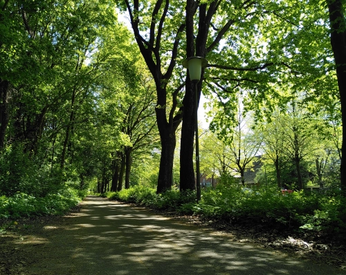 Rad- und Fußweg zwischen Bäumen hindurch, die Sonne scheint, aber durch die Bäume ist der Weg gut beschattet. Rechts neben den Bäumen ist die Straße zu erahnen