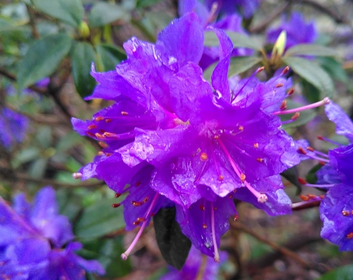 Nahaufnahme violetter Azaleenblüten