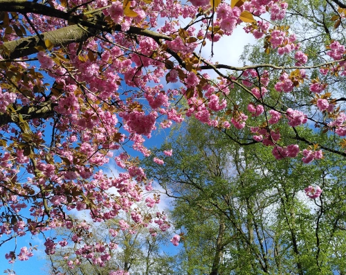 Photo von rosa Kirschblüten am Baum, von unten gegen einen blauen Himmel mit zarten weißen Wolken aufgenommen