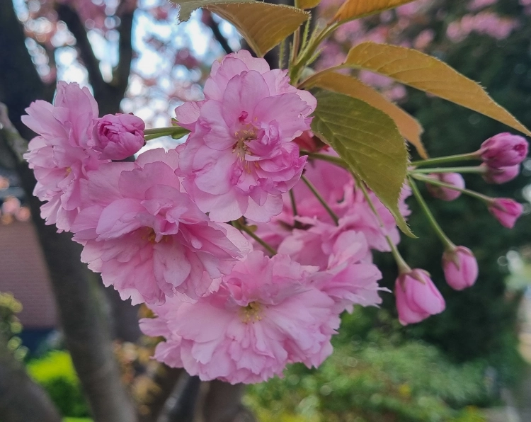 Nahaufnahme von Kirschblüten an einem Baum, der Garten im Hintergrund ist unscharf, für meinen Monatsrückblick April 25