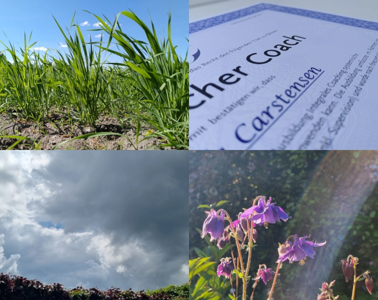 Viergeteiltes Photo, oben links eine Nahaufnahme von jungen Getreidehalmen auf einem Acker, oben rechts ausschnitt aus einem Coaching-Zertifikat, unten links dunkle Wolken, unten rechts lila blühende Akelei im sonnenschein vor einer weichgezeichneten Hecke, für projekt52 Mai 25