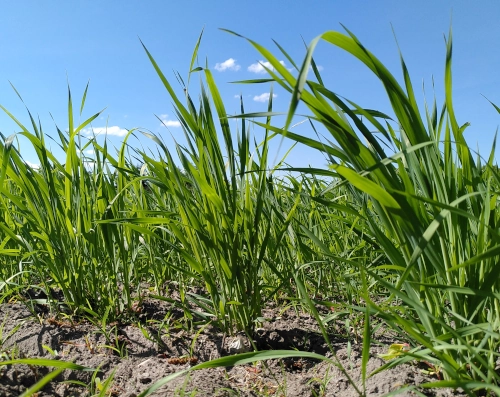 Nahaufnahme sehr junger Maispflanzen, vom Boden aus gegen einen blauen Himmel fotografiert
