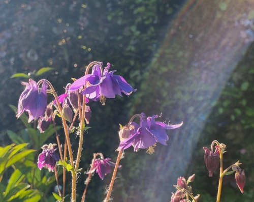 Nahaufnahme von lilafarbenen Akelei vor einer weichgezeichneten dunkelgrünen Hecke. Das Sonnenlicht hat einen bogenförmigen Reflex ins Bild gezaubert.