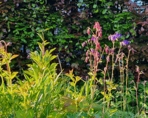 Photo von violetten Akelei im Sonnenlicht